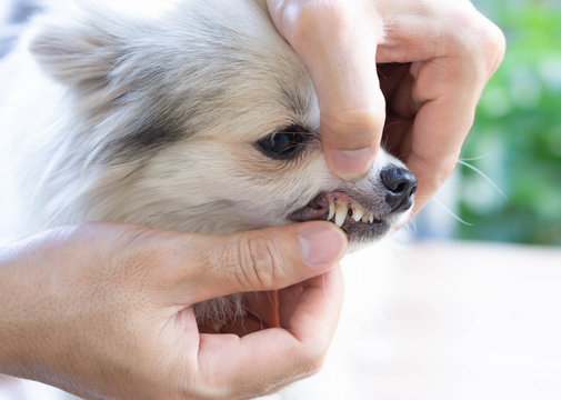 Can Dogs Eat Shrimp? A Comprehensive Guide to Feeding Your Furry Friend Get the facts about feeding your dog shrimp and keep your pup healthy and happy
