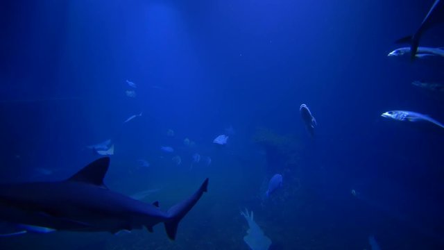 marine zoo, different fishes, sharks and stingrays swim in blue large aquarium