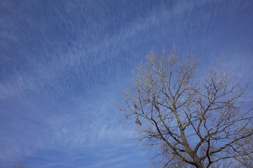 冬の空
