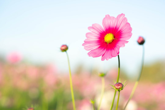 Fototapeta Closeup beautiful pink cosmos flower in the field with sunlight at morning, selective focus