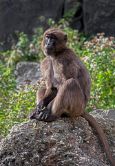 Gelada baboon female. Latin name - Theropithecus gelada