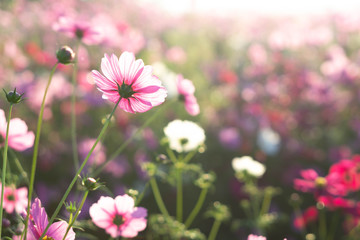 Closeup beautiful pink cosmos flower in the field with sunlight at morning, selective focus