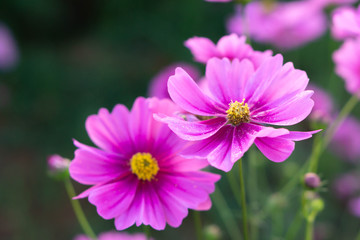 Fototapeta premium Closeup beautiful pink cosmos flower in the field, selective focus