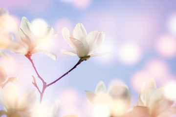 zarte magnolienblüte