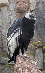 Andean condor. Latin name - Vultur gryphus	