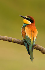 Portrait of a colorful bird