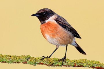 Small bird on a slim branch