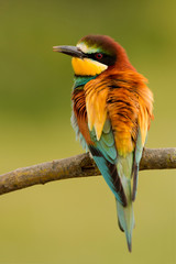 Obraz premium Portrait of a colorful bird