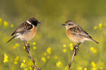 Couple of stonechats in the nature