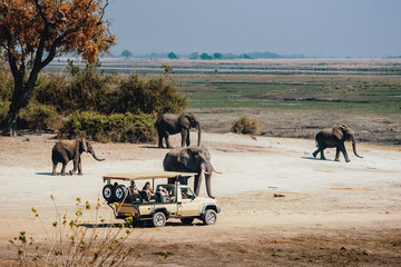 Touristen begegnen einer Gruppe Afrikanischer Elefanten (Loxodonta africana) während eines Game Drives, Chobe flood plains, Botswana © Michael