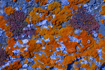 france; brittany; belle île island :  lichen on rock