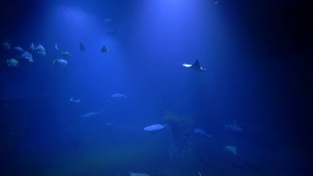 marine park, stingrays and school of fish swim in large blue aquarium at zoo