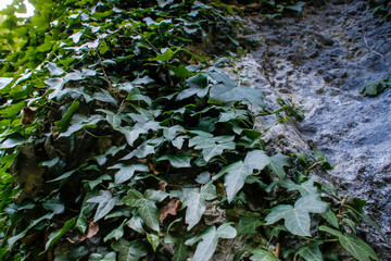 Green ivy leaves twist a gray rock
