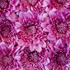 Fototapeta premium pink dahlia, pattern, background, texture, bud, flower, petal, top view