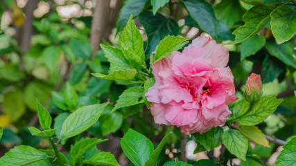 Hibiscus Syriacus Ardens or Deciduous Hibiscus with bud and green leaves , pink flowering plants growing in subtropical and tropical regions in the world. 