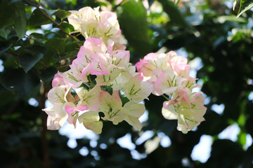 Trees Planet, Bougainvillea glabra or Paper Flower