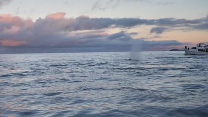 orcas and humpback whales hunting for herrings in the fjords of Norway in winter