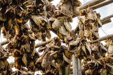 Cod stockfish drying on racks, Lofoten islands Norway