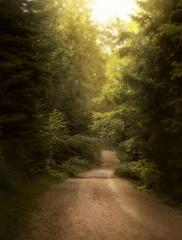 Obraz premium magnificent nature of Georgia and Armenia, a mysterious path leads to depths of forest, bright sunny rally illuminates road, glare of sunlight shines on camera, green and yellow warm colors