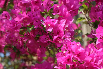 Trees Planet, Bougainvillea glabra or Paper Flower