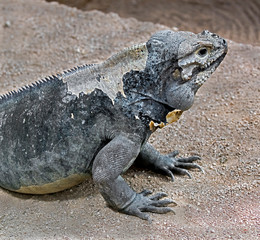 Corned iguana. Latin name - Cyclura cornuta