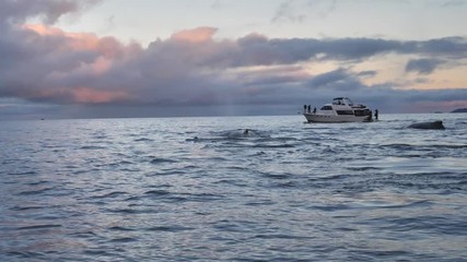 orcas and humpback whales hunting for herrings in the fjords of Norway in winter