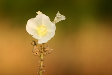 Open flower hollyhocks with yellow core