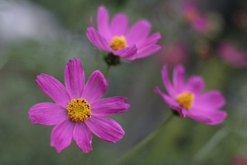 Open flower Dahlia imperialis pink closeup