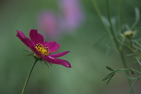 Open flower Dahlia imperialis pink closeup