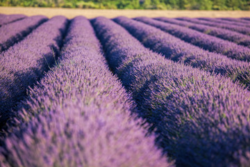 Fototapeta na wymiar Beautiful Lavender field at sunset in Provence, France