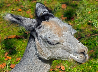 Fototapeta premium Alpaca`s head. Latin name - Vicugna pacos