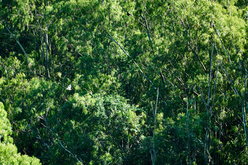 Fruit Bats in flight high up in the forest of the Black River gorge, Mauritius