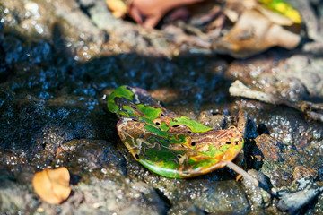 Macro/close up picture of a breaking down left on the rocky ground in black river gorges, Mauritius