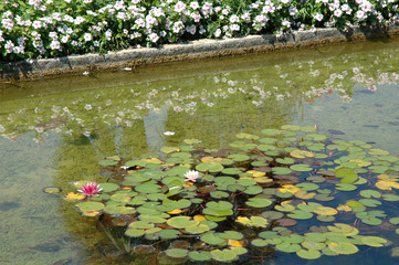 nénuphars et reflets