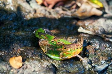 Macro/close up picture of a breaking down left on the rocky ground in black river gorges, Mauritius