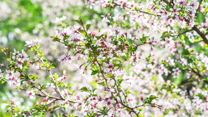 Branch with blossoms Sakura. Abundant flowering bushes with pink buds cherry blossoms in the spring. Flowers of Prunus incisa in april. Long width banner