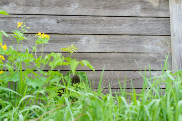 Wooden background