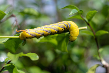 Caterpillar on Jasmine flower