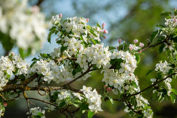 Spring apple flowers branch