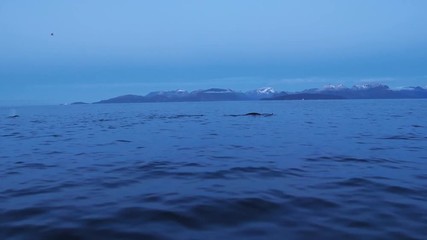 orcas and humpback whales hunting for herrings in the fjords of Norway in winter