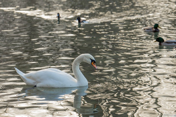Portrait of a white swan on the water