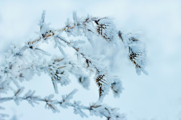 winter twig plants in the snow in the frost close up