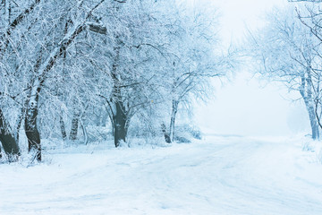 Fototapeta premium trees in the winter in the snow the road in the fog landscape