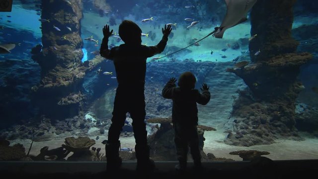 marine life, curious children watch fishes swimming in a large aquarium