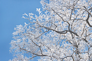 winter frost snow frost ice crown of an acacia tree against the sky