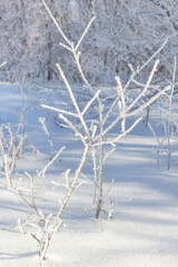 Fototapeta na wymiar winter hoarfrost snow frost ice crown and young tree of a tree against the background of bushes