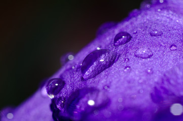 Water drops on a purple petal