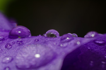 Water drops on a purple petal