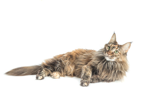isolated maine coon cat specimen lying down / main coon female with careful look while playing - Powered by Adobe
