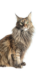 isolated maine coon cat specimen sitting / maine coon female with attentive look aimed at the camera